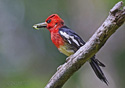 Sphyrapicus ruber